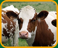 A heifer like those awarded by the Fund